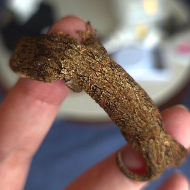 Normal Het melanistic GT