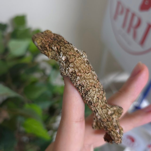 노멀 GTX 하이 컬러