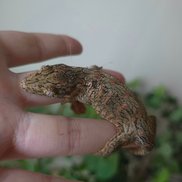 노멀 GTX 리핀리치스