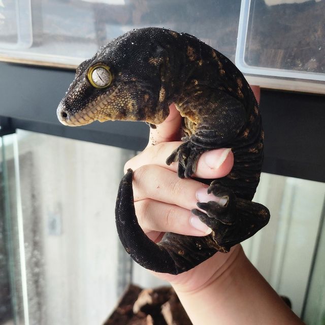 GT