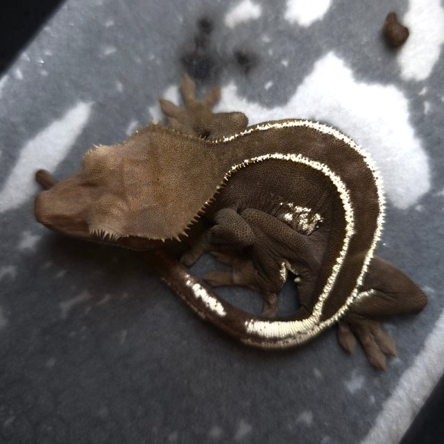 Axanthic