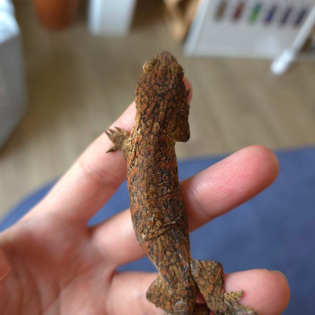 Normal