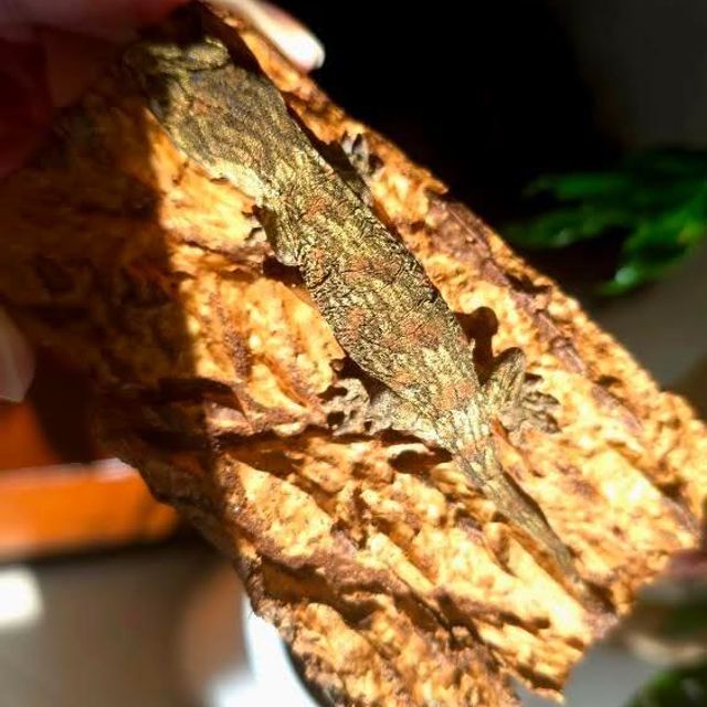 GT 레드바 다크 노멀