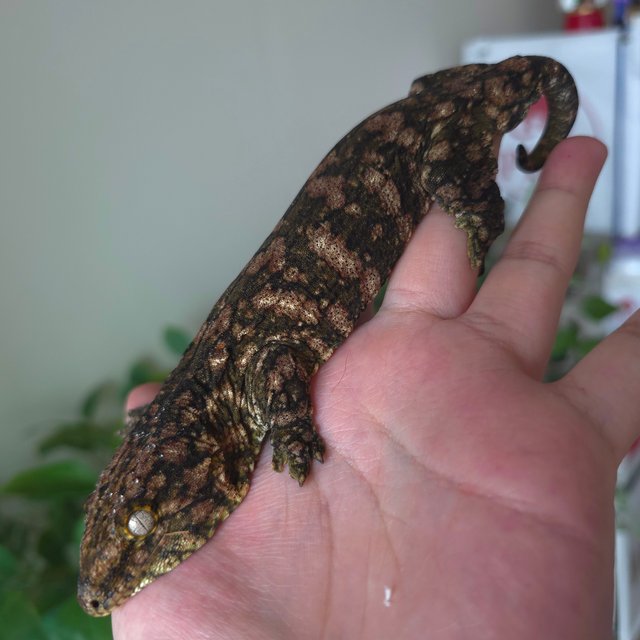GT Het melanistic High color