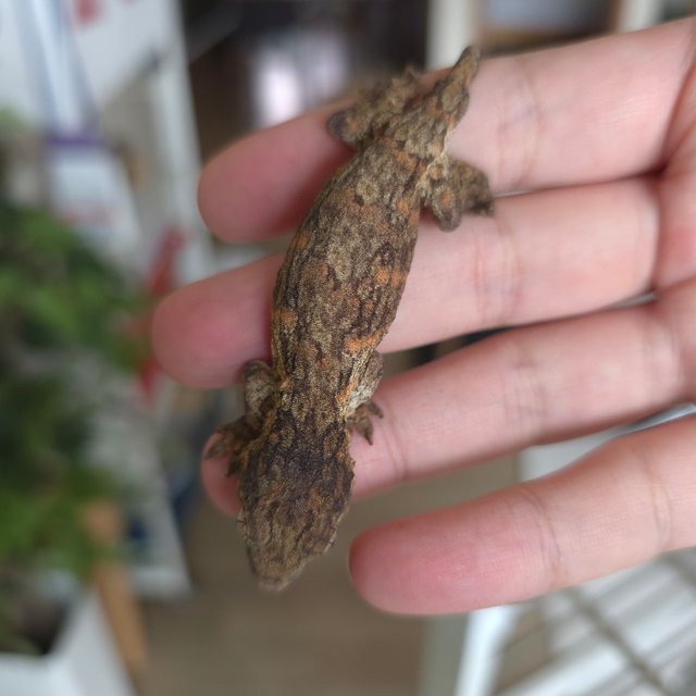 GTX 프리델 레드바