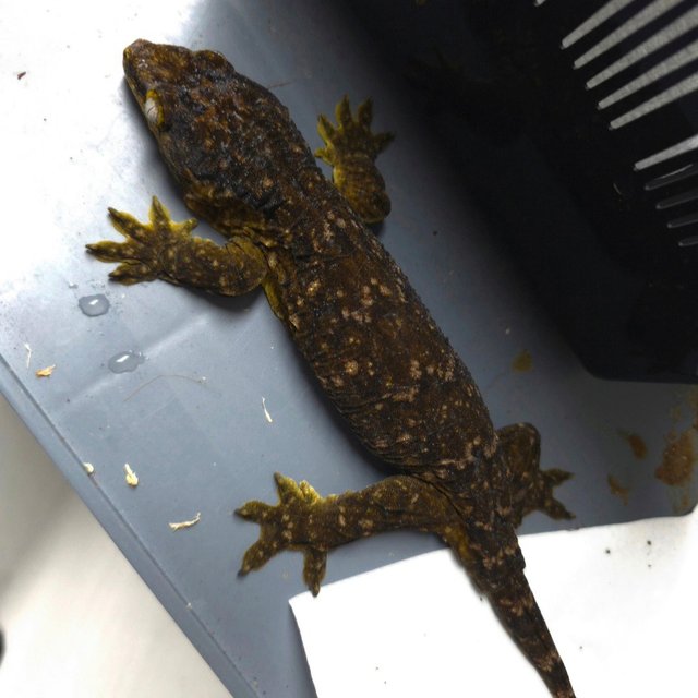 Melanistic