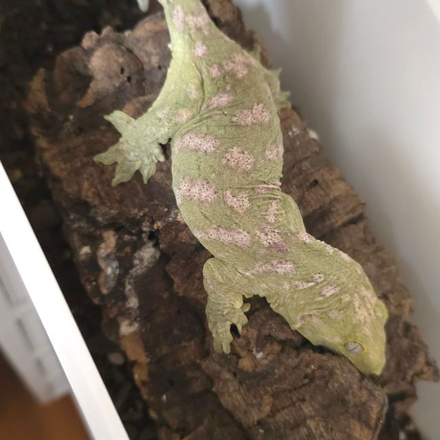 브로쓰