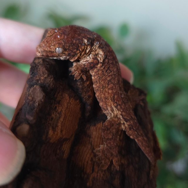 Melanistic GT
