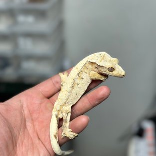 화범