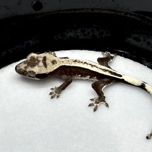 아잔틱