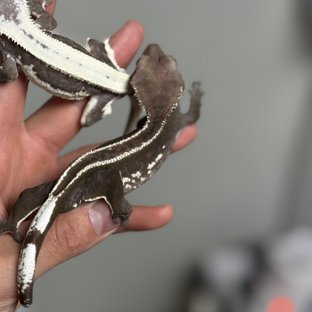 칸