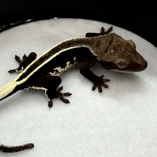 아잔틱