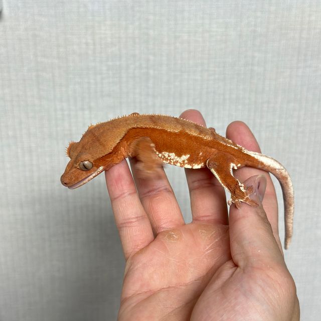 팬텀 릴리화이트 레드