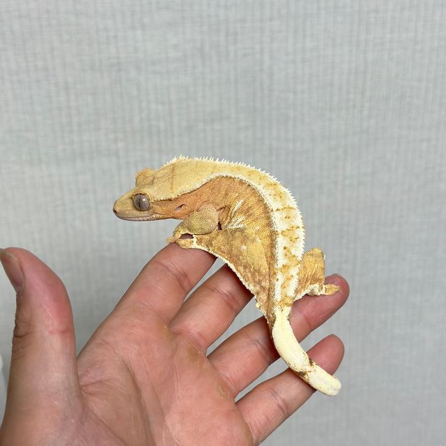 크림시클