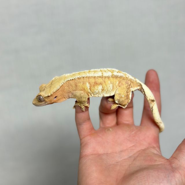 크림시클