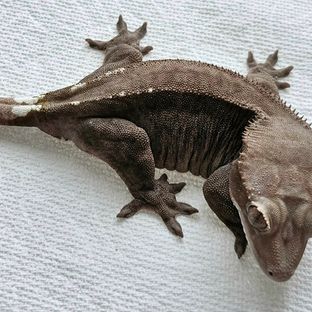 머큐리