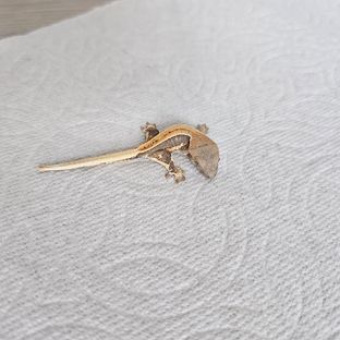 오디