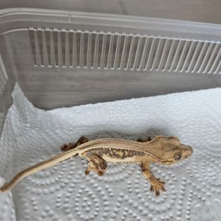 퓨아