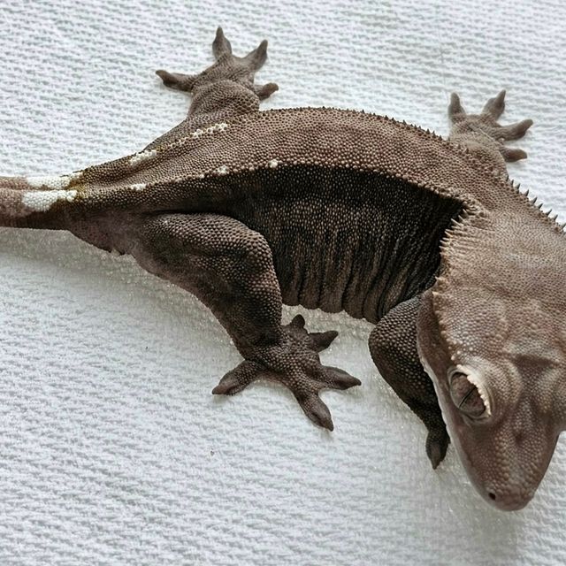 아잔틱
