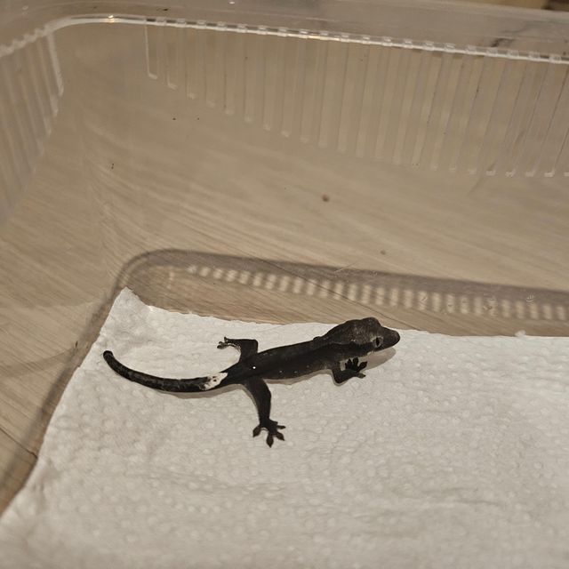 아잔틱 패턴리스 다크