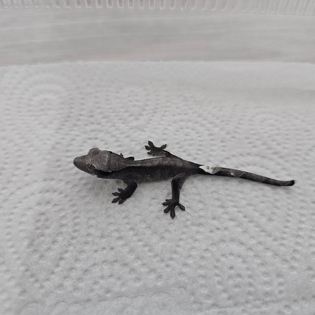 아잔틱 패턴리스 다크