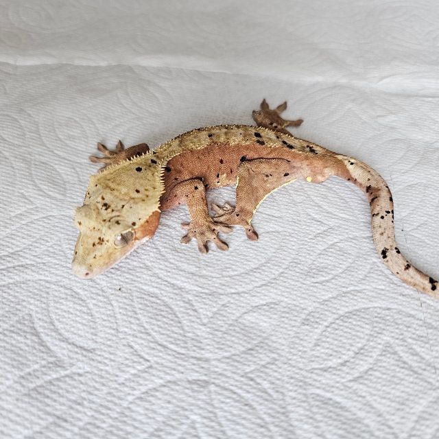 노멀 달마시안 레드