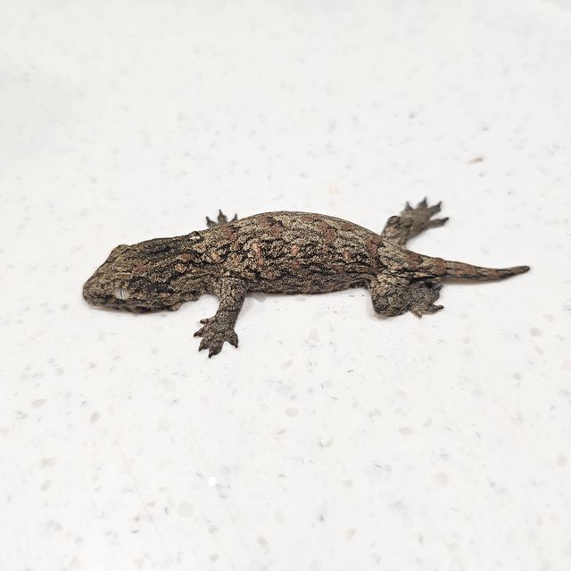누아나