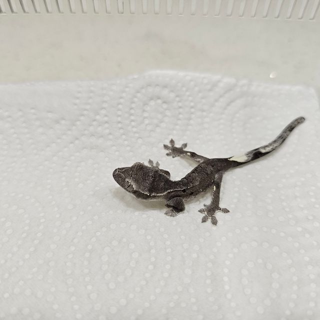 아잔틱 패턴리스