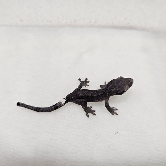 아잔틱