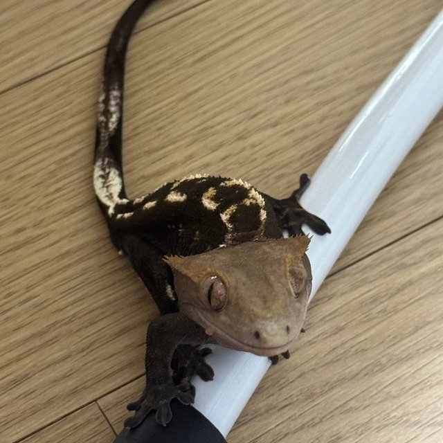 다크 챠콜 플레임