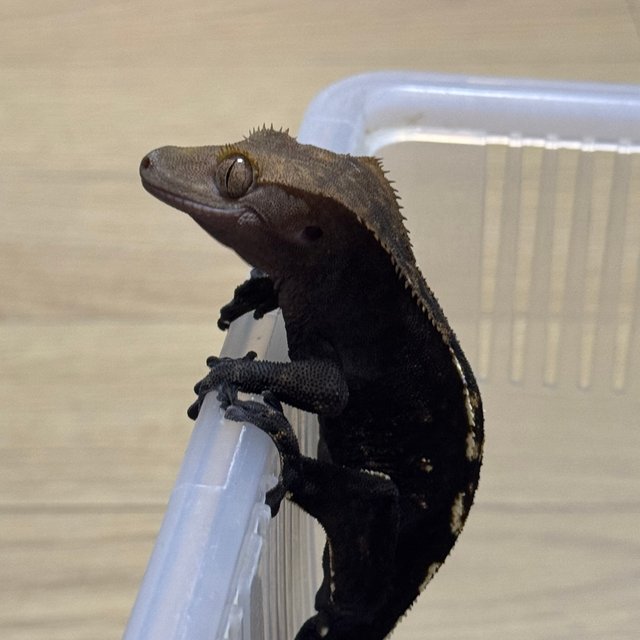 다크 챠콜 플레임