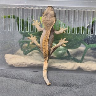 노멀 할리퀸 풀핀