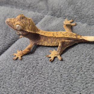 노멀 할리퀸 풀핀 익스트림할리퀸