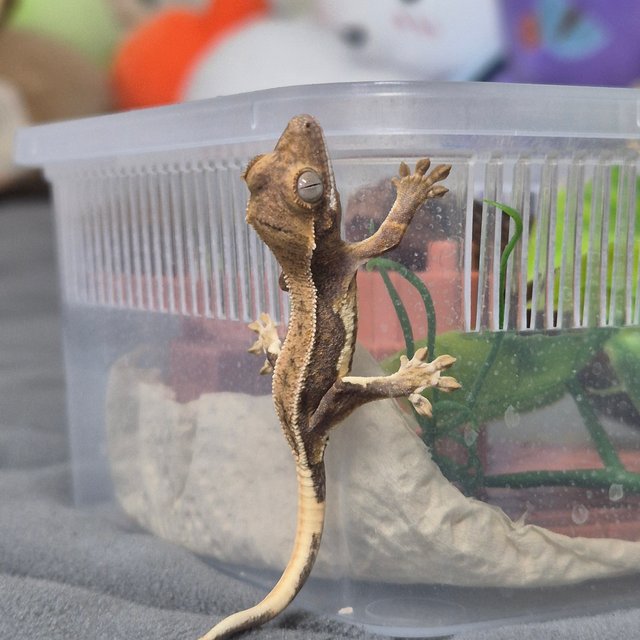 노멀 할리퀸 풀핀