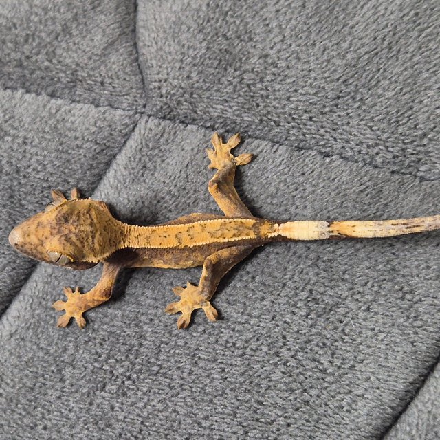 노멀 할리퀸 풀핀 익스트림할리퀸