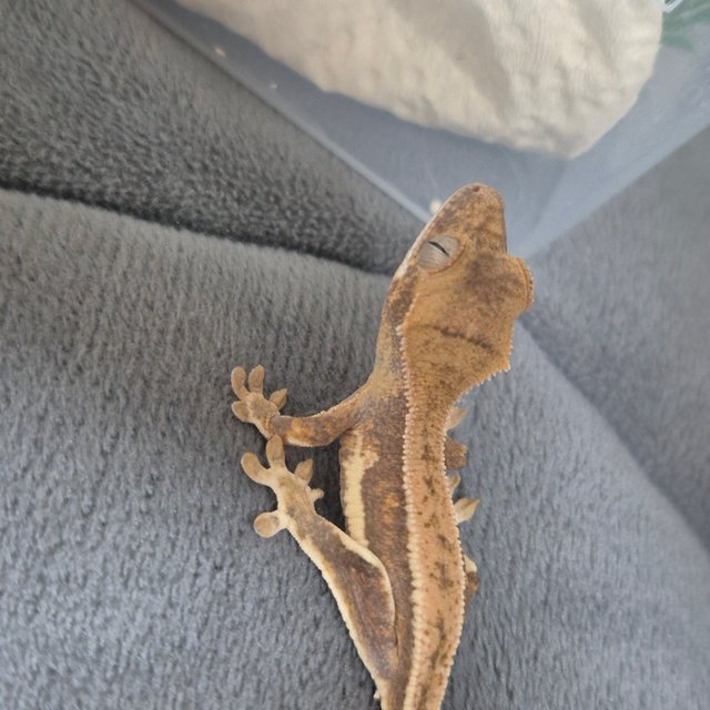 노멀 할리퀸 풀핀