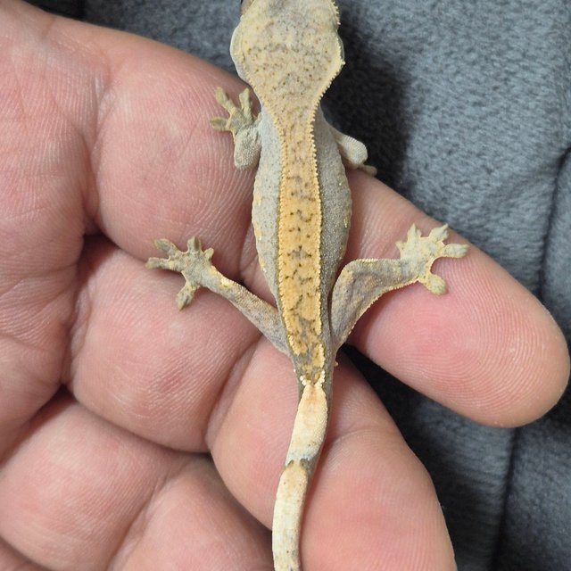 노멀 할리퀸 풀핀