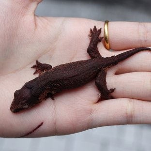 다스몰 멜라니스틱