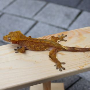 레드
