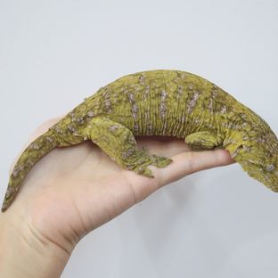 네온 베이비