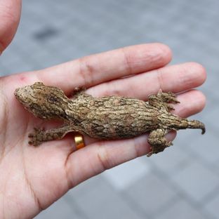 헌터×볼트