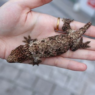 하이 컬러