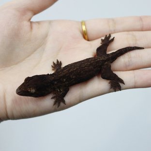 다크 Type A 멜라니스틱