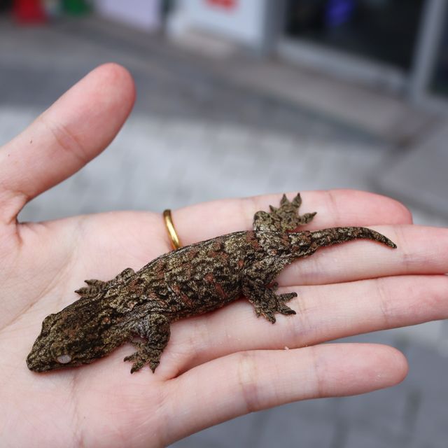누아나