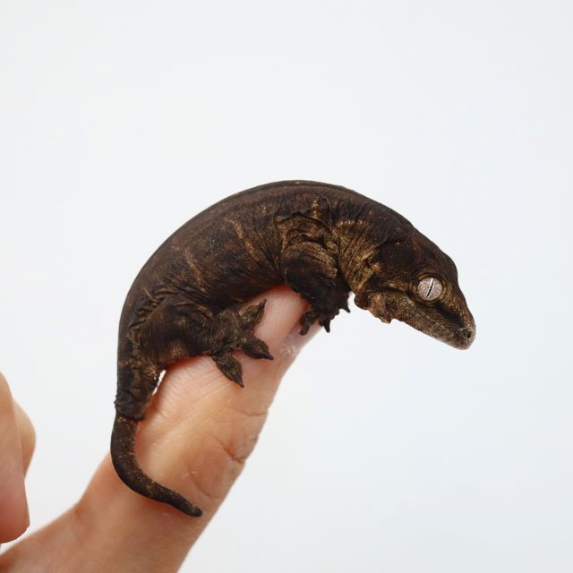 멜라니스틱 레드바