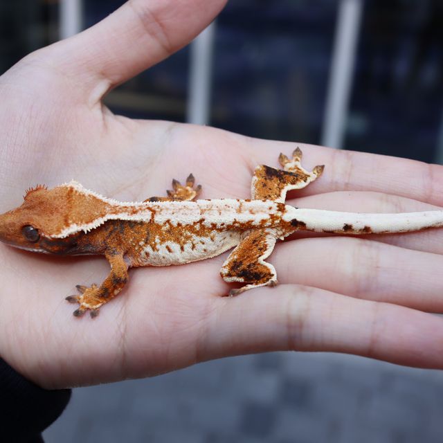 바브 트라이