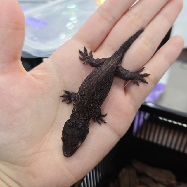 다크 Type A 멜라니스틱