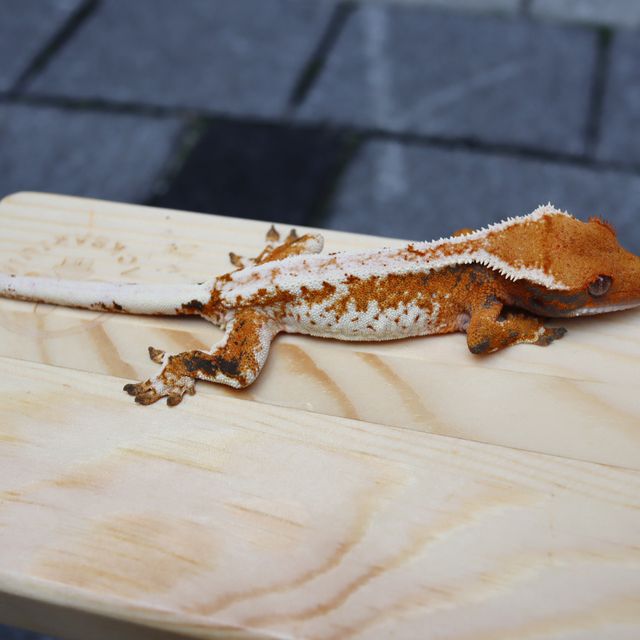 바브 트라이