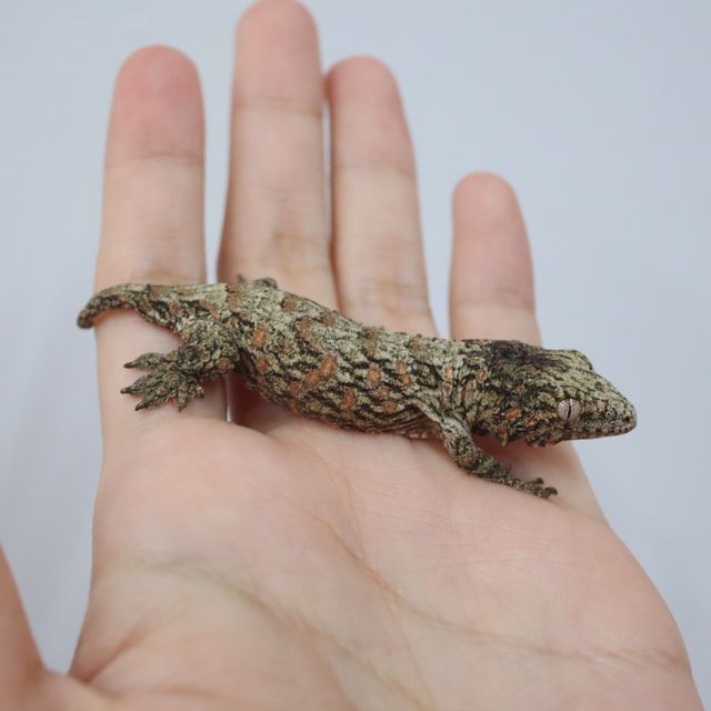 누아나