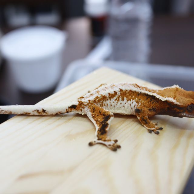 바브 트라이